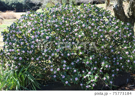 農家の庭に咲く、香り高いジンチョウゲの花 農家の庭に咲く、香り高いジンチョウゲの花 75773184