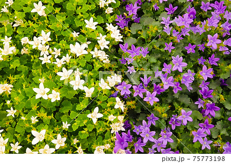 purple and white flowers of the wall of Dalmatian or Adria bellflower (Campanula portenschlagiana), background. Potted plants 75773198