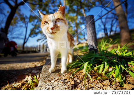 大阪城公園での野良猫 75773733