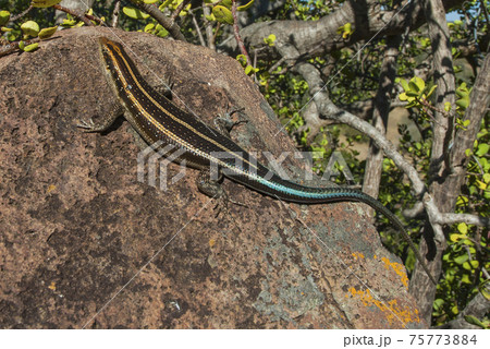 Lizard take sun, Africa 75773884