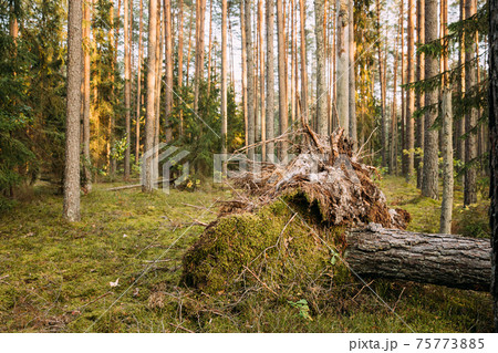 Fallen Old Pine Tree Trunk. Windfall In Forest. Storm Damage. Fallen Tree In Coniferous Forest After Strong Hurricane Wind. Fallen Old Pine Tree Trunk. Windfall In Forest. Storm Damage. Fallen Tree In Coniferous Forest After Strong Hurricane Wind. 75773885