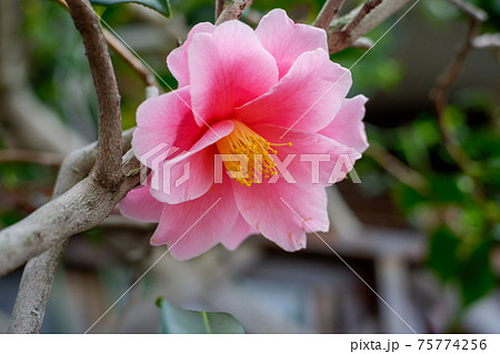 斜め下向きに咲いたピンク色の花 ツバキをアップの写真素材