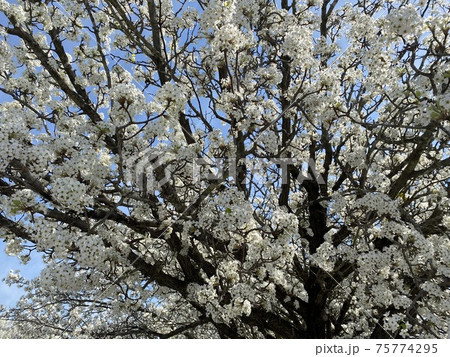 梨の花 75774295