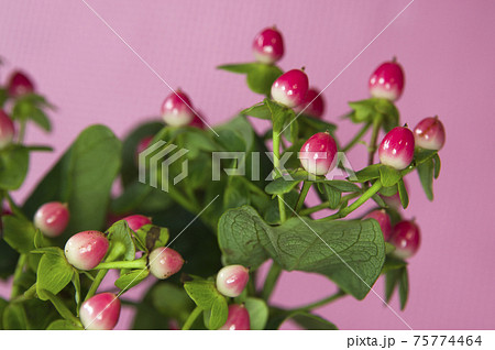 ヒペリカムがピンク色の実を付けています。学名はHypericumです。 ヒペリカムがピンク色の実を付けています。学名はHypericumです。 75774464