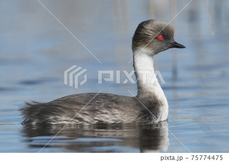 Silvery Grebe, Patagonia, Argentina Silvery Grebe, Patagonia, Argentina 75774475