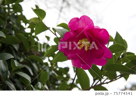赤紫色のカンツバキの花が咲いています。学名はCamellia hiemalisです。 赤紫色のカンツバキの花が咲いています。学名はCamellia hiemalisです。 75774541