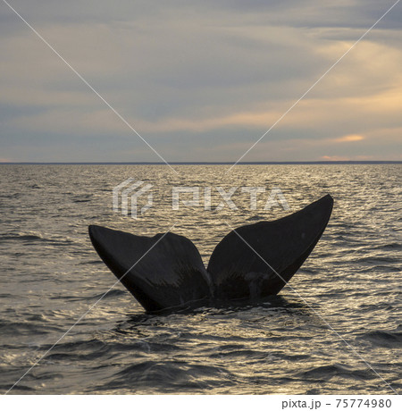 Whale Patagonia Argentina 75774980