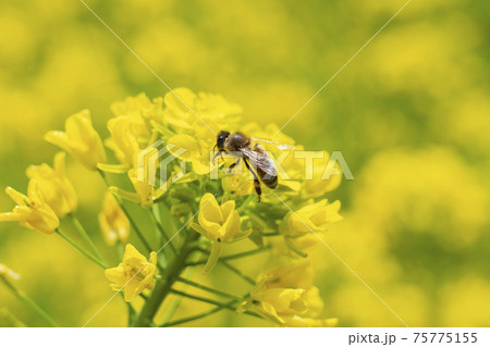 菜の花とミツバチ 75775155