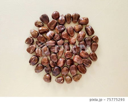 韓国の粒コーン茶 75775293