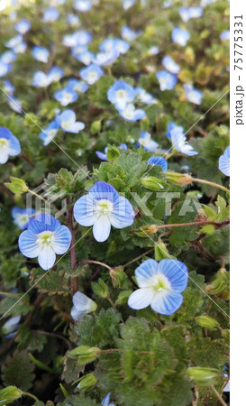 春の野原に咲くオオイヌノフグリの青い花の群生の写真素材