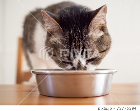 テーブルの上で餌を食べる猫 75775594
