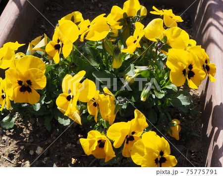 春の花パンジー　プランター栽培　黄色 75775791