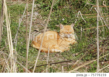 野良猫TNR運動① 75776159
