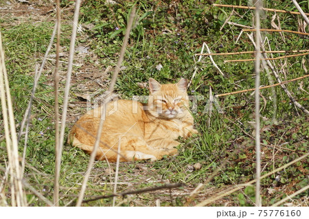 野良猫TNR運動② 75776160