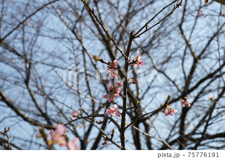 サクラ前線③ サクラ前線③ 75776191