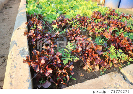 lettuce , green oak lettuce and red coral 75776275