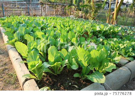 brassica juncea, green lettuce or lettuce brassica juncea, green lettuce or lettuce 75776278