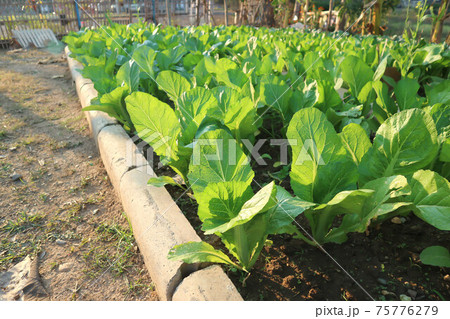 brassica juncea, green lettuce or lettuce 75776279