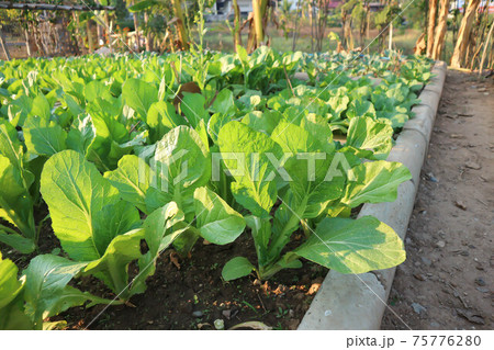 brassica juncea, green lettuce or lettuce 75776280