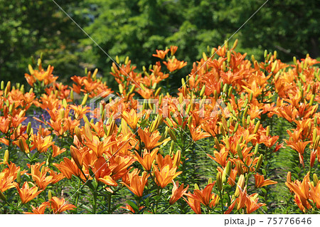 札幌花名所 百合が原公園 フラワーパーク 札幌花名所 百合が原公園 フラワーパーク 75776646