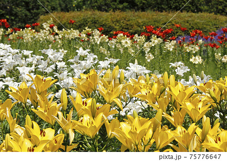 札幌花名所 百合が原公園 フラワーパーク 札幌花名所 百合が原公園 フラワーパーク 75776647