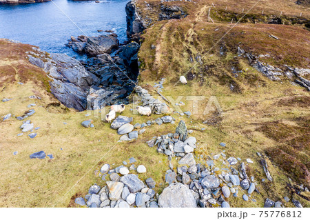 Sheep at the coastline at Dawros in County Donegal - Ireland 75776812