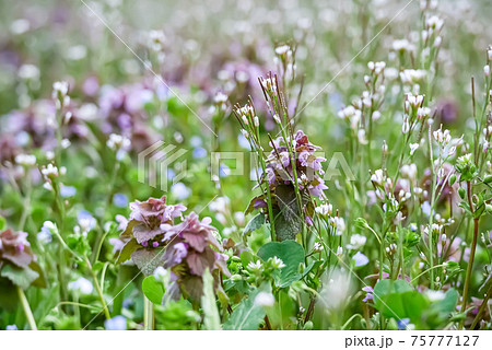 自然、植物、写真 環境 春の野原 ヒメオドリコソウとタネツケバナとイヌノフグリの春爛漫 自然、植物、写真 環境 春の野原 ヒメオドリコソウとタネツケバナとイヌノフグリの春爛漫 75777127