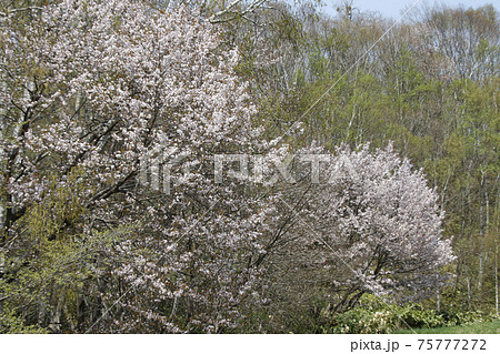 エゾヤマザクラ　オオヤマザクラ　ベニヤマザクラ　北海道の桜 75777272