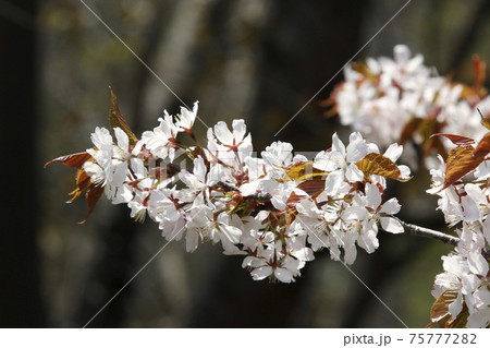 エゾヤマザクラ　オオヤマザクラ　ベニヤマザクラ　北海道の桜 75777282
