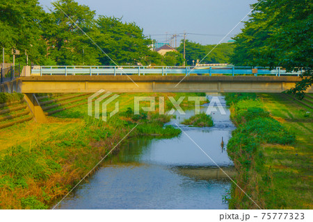 新緑に包まれた野川（調布市） 75777323