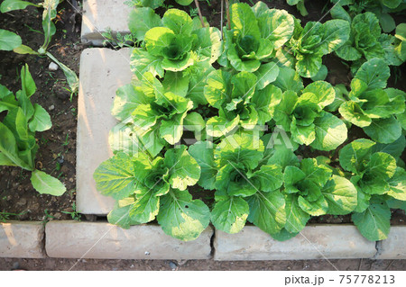 brassica juncea, green lettuce or lettuce 75778213