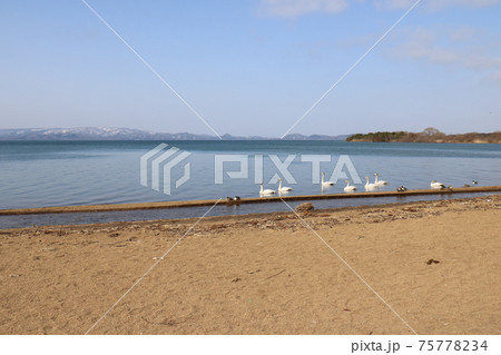 2021年3月の福島県の猪苗代湖の志田浜からの磐梯山と白鳥 75778234