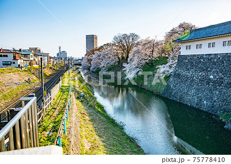霞城公園の桜 75778410