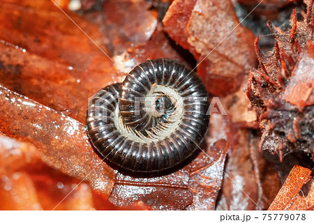 Closeup macro image of a millipede rolling up on the forest floor Closeup macro image of a millipede rolling up on the forest floor 75779078