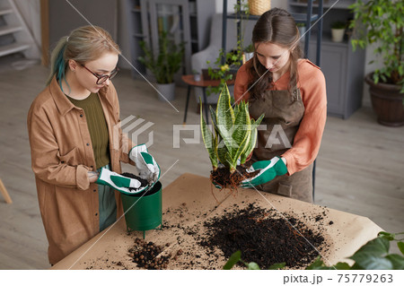 Two Women Potting Flowers Two Women Potting Flowers 75779263