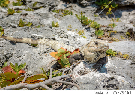 Iguana on the rocks basks in the sun. Iguana on the rocks basks in the sun. 75779461