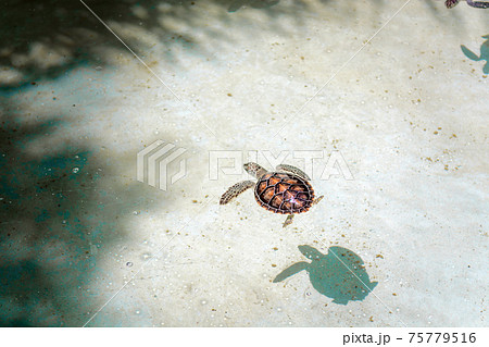 Small sea turtles in a nursery pool close-up. 75779516