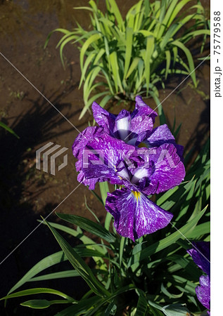 花菖蒲 紫白斑入 75779588