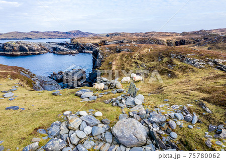 Sheep at the coastline at Dawros in County Donegal - Ireland Sheep at the coastline at Dawros in County Donegal - Ireland 75780062