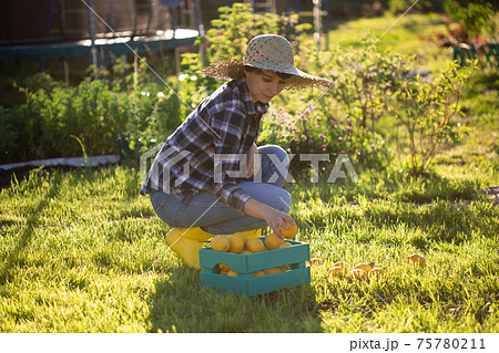 Pretty young woman gardener in hat picks lemons in a basket in her vegetable garden on a sunny summer day. Gardening and farming concept Pretty young woman gardener in hat picks lemons in a basket in her vegetable garden on a sunny summer day. Gardening and farming concept 75780211
