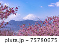 河津桜と富士山 75780675