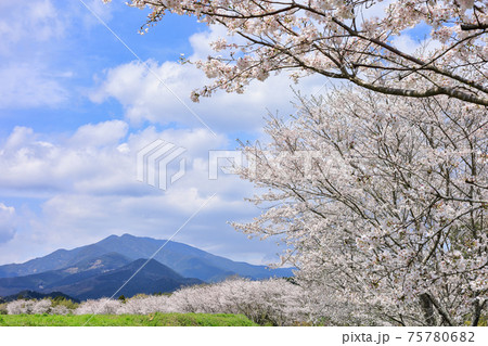 桜と紫尾山 75780682