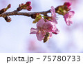 河津桜とミツバチ 75780733