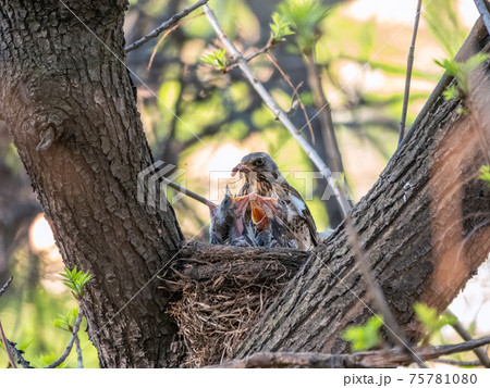 Thrush fieldfare feeding chicks with earthworms. Thrush, Turdus pilaris, with new born babies in the nest. 75781080