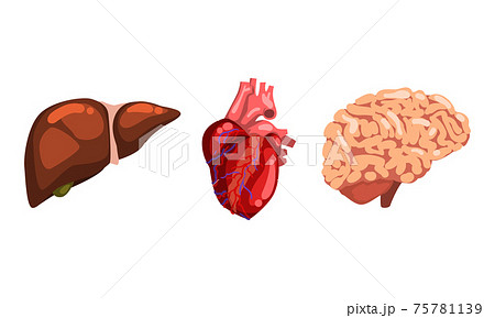 Human Liver, Heart, Brain, Internal Organs Set Cartoon Vector Illustration Human Liver, Heart, Brain, Internal Organs Set Cartoon Vector Illustration 75781139