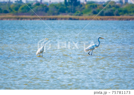 Two white herons stands in the lake Two white herons stands in the lake 75781173