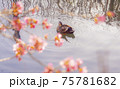 河津桜と鴨 75781682