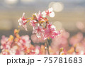 早春の河津桜 75781683