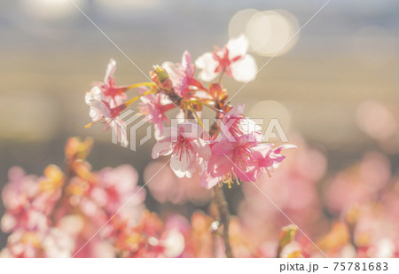 早春の河津桜 早春の河津桜 75781683