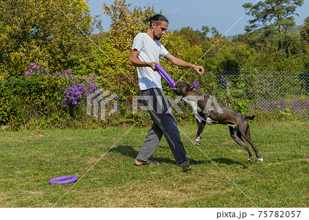 A man trains amstaff A man trains amstaff 75782057